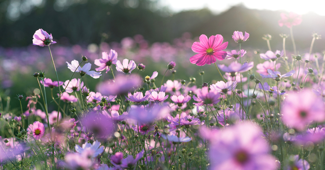 Myofascial-Neuromuscular Therapy 