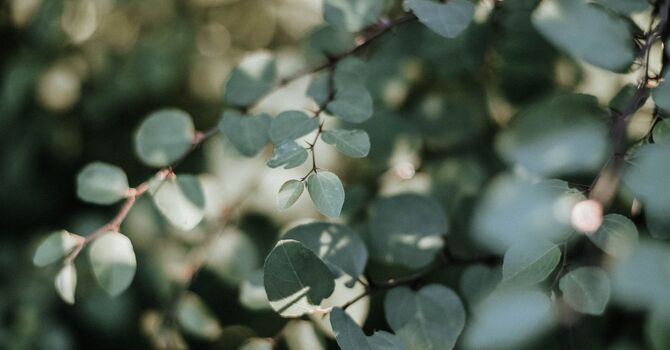 Muscle Pain and Tightness image